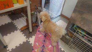 富里市のペットホテルセカンドファミリー／夜のお時間　2020年7月23日