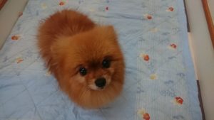 ほしい！ 2020/7/24