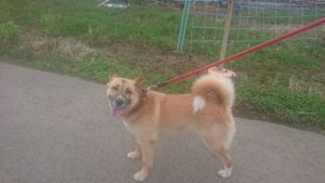 成田市近郊のペットホテルセカンドファミリー／夜のお時間　2020年7月24日