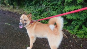 お天気雨 2020/7/26