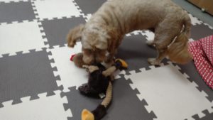 印西市近郊のペットホテルセカンドファミリー／午後のお時間　2020年8月1日