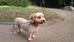 印西市近郊のペットホテルセカンドファミリー／朝のお時間　2020年8月1日