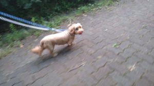 印西市近郊のペットホテルセカンドファミリー／夜のお時間　2020年8月1日