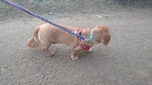 酒々井近郊のペットホテルセカンドファミリー／夜のお時間　2020年8月2日