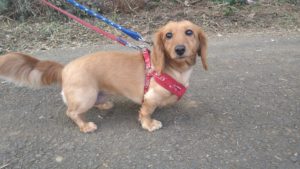 24時間ドッグトレーナー常駐のペットホテルセカンドファミリー／朝のお時間　2020年8月3日