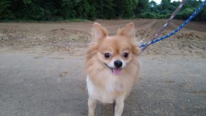 24時間ドッグトレーナー常駐のペットホテルセカンドファミリー／夜のお時間　2020年8月3日