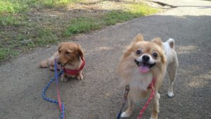 暑いねぇ　2020/8/4