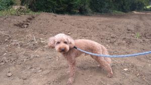 富里市のペットホテルセカンドファミリー／朝のお時間　2020年8月6日