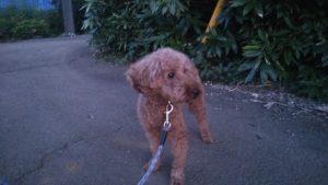 富里市のペットホテルセカンドファミリー／夜のお時間　2020年8月6日