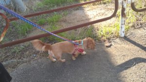 成田市近郊のペットホテルセカンドファミリー／朝のお時間　2020年8月7日