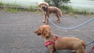 印西市近郊のペットホテルセカンドファミリー／夜のお時間　2020年8月8日