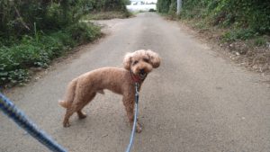 印西市近郊のペットホテルセカンドファミリー／朝のお時間　2020年8月8日