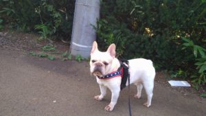 成田市近郊のペットホテルセカンドファミリー／朝のお時間　2020年8月14日