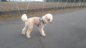 成田市近郊のペットホテルセカンドファミリー／夜のお時間　2020年8月14日