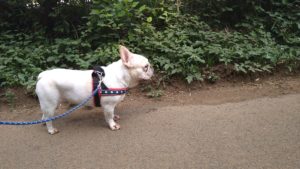 印西市近郊のペットホテルセカンドファミリー／朝のお時間　2020年8月15日