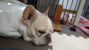 昼のお時間　2020/8/15