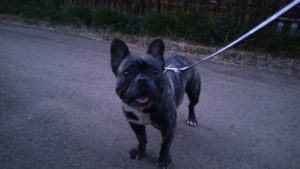 印西市近郊のペットホテルセカンドファミリー／夜のお時間　2020年8月15日