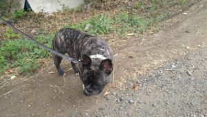 酒々井近郊のペットホテルセカンドファミリー／朝のお時間　2020年8月16日