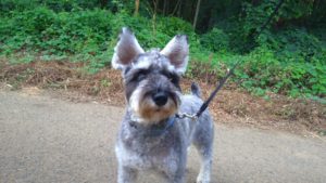 24時間ドッグトレーナー常駐のペットホテルセカンドファミリー／朝のお時間　2020年8月17日