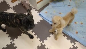 昼のお時間　2020/8/17