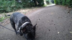 24時間ドッグトレーナー常駐のペットホテルセカンドファミリー／夜のお時間　2020年8月17日