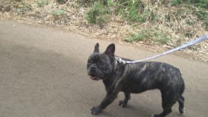 フリースペースのペットホテルセカンドファミリー／朝のお時間　2020年8月18日