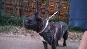 フリースペースのペットホテルセカンドファミリー／夜のお時間　2020年8月18日