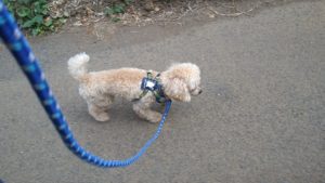 成田空港近郊のペットホテルセカンドファミリー／朝のお時間　2020年8月19日