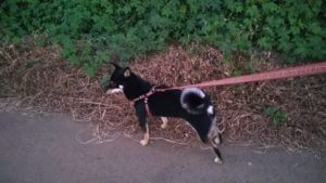 成田空港近郊のペットホテルセカンドファミリー／夜のお時間　2020年8月19日