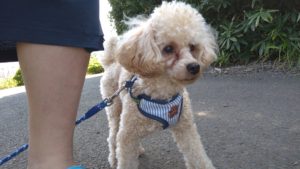 富里市のペットホテルセカンドファミリー／朝のお時間　2020年8月20日