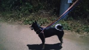 富里市のペットホテルセカンドファミリー／夜のお時間　2020年8月20日