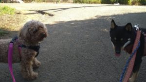 成田市近郊のペットホテルセカンドファミリー／朝のお時間　2020年8月21日