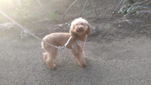 成田市近郊のペットホテルセカンドファミリー／夜のお時間　2020年8月21日