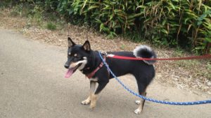 印西市近郊のペットホテルセカンドファミリー／朝のお時間　2020年8月22日