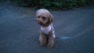 印西市近郊のペットホテルセカンドファミリー／夜のお時間　2020年8月22日