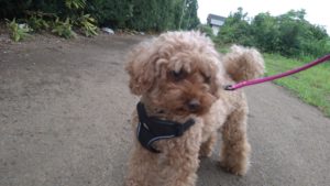 酒々井近郊のペットホテルセカンドファミリー／朝のお時間　2020年8月23日