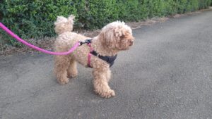 24時間ドッグトレーナー常駐のペットホテルセカンドファミリー／朝のお時間　2020年8月24日