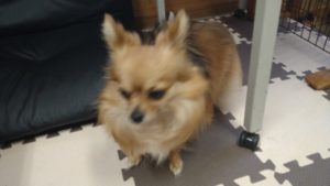 昼のお時間　2020/8/29