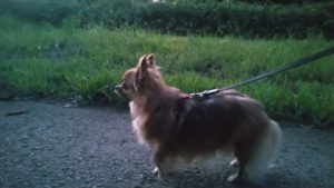 印西市近郊のペットホテルセカンドファミリー／夜のお時間　2020年8月29日