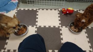 酒々井近郊のペットホテルセカンドファミリー／朝のお時間　2020年8月30日