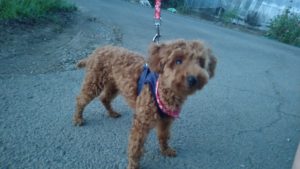 酒々井近郊のペットホテルセカンドファミリー／夜のお時間　2020年8月30日