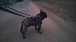 24時間ドッグトレーナー常駐のペットホテルセカンドファミリー／夜のお時間　2020年8月31日