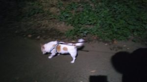 富里市のペットホテルセカンドファミリー／夜のお時間　2020年9月10日