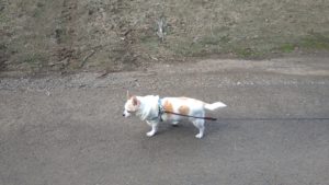 成田市近郊のペットホテルセカンドファミリー／朝のお時間　2020年9月11日