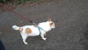 成田市近郊のペットホテルセカンドファミリー／夜のお時間　2020年9月11日