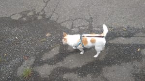 印西市近郊のペットホテルセカンドファミリー／朝のお時間　2020年9月12日