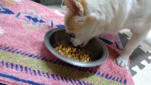 印西市近郊のペットホテルセカンドファミリー／夜のお時間　2020年9月12日