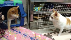 番外編　2020/9/12