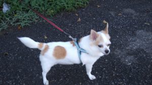 酒々井近郊のペットホテルセカンドファミリー／朝のお時間　2020年9月13日