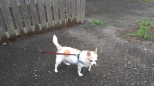 ちょっと決まったこと？　2020/9/14